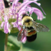 » Are Honeybees Endangered?